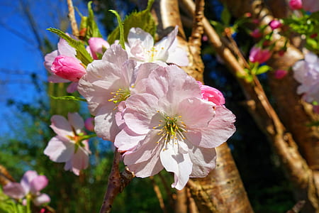 selective focus photo of pink-and-white petaled flowers thumbnail
