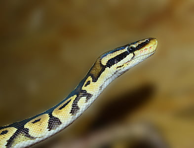 close up of brown and black snake thumbnail
