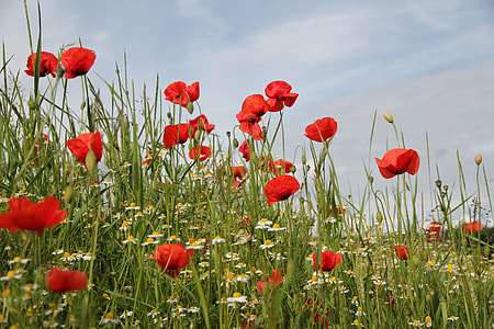 red clustered petal flowers under blue sky during daytime thumbnail
