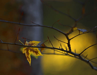 shallow focus photography of leaf thumbnail