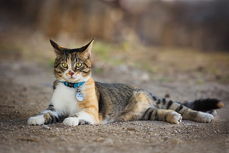 brown tabby cat lying on soil thumbnail