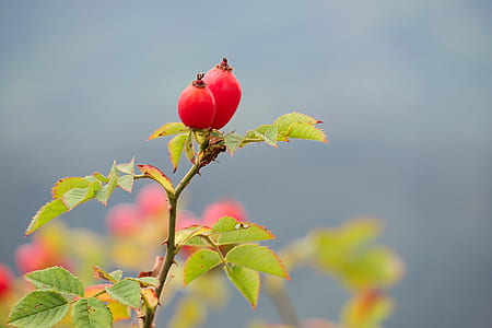 selective focus photo of red rose flowers thumbnail