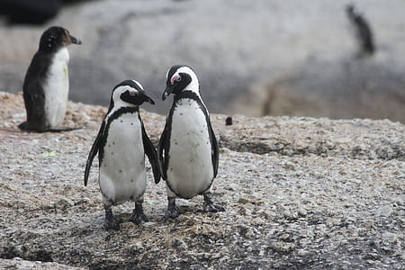 selective focus photography of three penguins on ground thumbnail