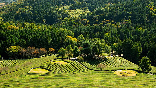green leafed trees during daytime thumbnail