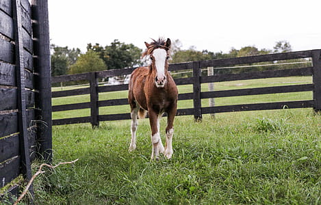 Brown and White Horse Standing on Green Grass thumbnail