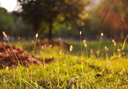 focus photography of green grass at daytime thumbnail