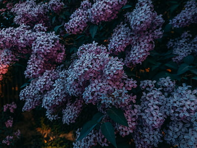 purple leaded plant thumbnail