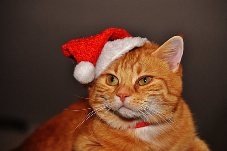 orange tabby cat with red Santa Claus hat thumbnail