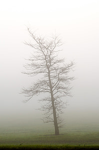 withered tree surrounded by fog thumbnail