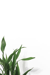 green linear leafed plant with white background thumbnail