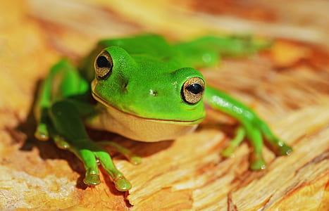 closeup photography of green frog thumbnail