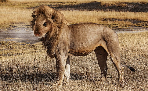 lion and rodent surreal illustration thumbnail