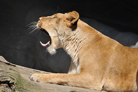closeup photo of yawning adult lioness on log thumbnail