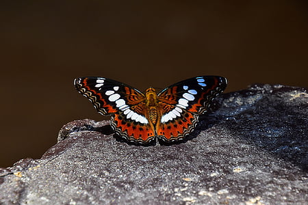 red, white, and black butterfly perched on rock formation thumbnail