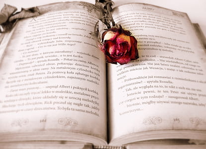 closeup photo of red rose on book thumbnail