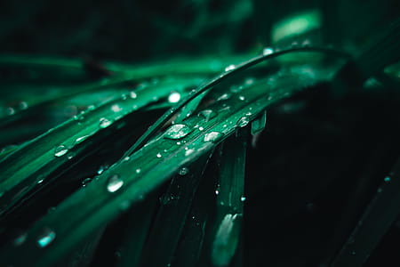 Green Plant With Water Droplets thumbnail