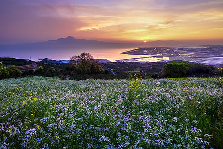 landscape photo of flower garden during golden hour thumbnail