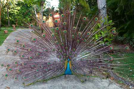 purple and blue peacock on pavement road thumbnail