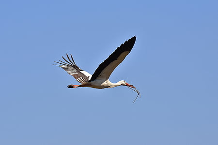 low angle photography of flying white stork carrying twig thumbnail