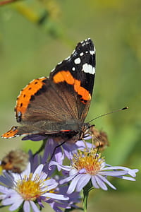macro photography of brown and black butterfly on flower thumbnail
