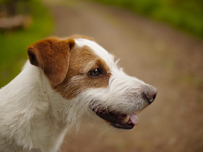 wire-haired brown and black Jack Russell terrier close-up photography thumbnail
