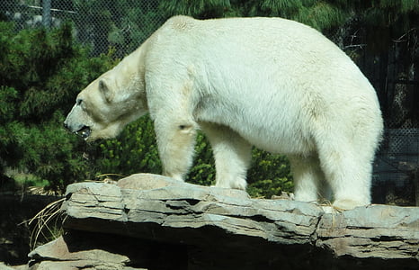 white polar bear thumbnail