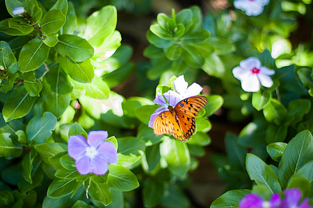 close-up photography of gulf fritillary butterfly perching on flower thumbnail