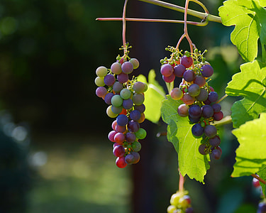 shallow focus photography of grapes during daytime thumbnail