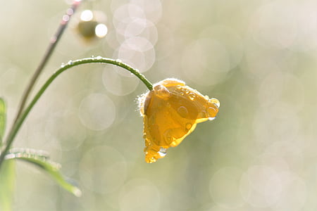 yellow tulip flower in closeup photography thumbnail