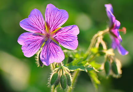 selective focus photography of purple petaled flowers at daytime thumbnail