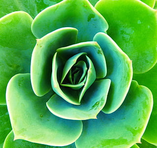 green succulent plant thumbnail