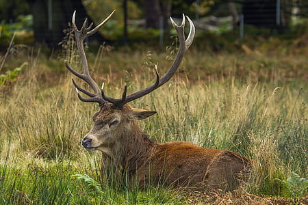 brown deer laying on grass field during daytime thumbnail