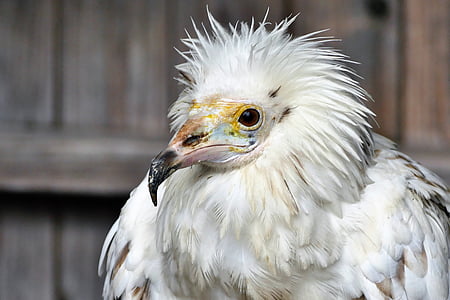 selective focus photography of white bird thumbnail
