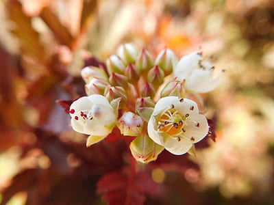 selective focus photo of white petaled flowering plant thumbnail
