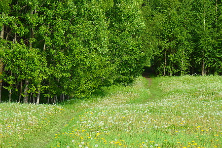 green trees thumbnail