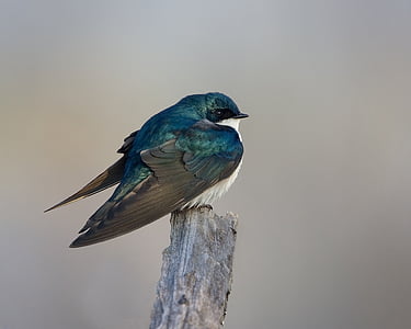 blue and white bird standing on top of gray wooden branch thumbnail