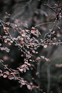 brown and black leafed plant shallow focus photography thumbnail