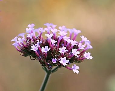 selective focus photo of purple petaled flowers thumbnail