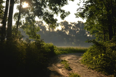 road surround with trees during golden hour thumbnail