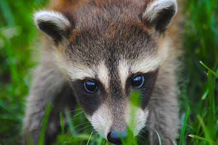 brown, black, and white raccoon close-up photography thumbnail