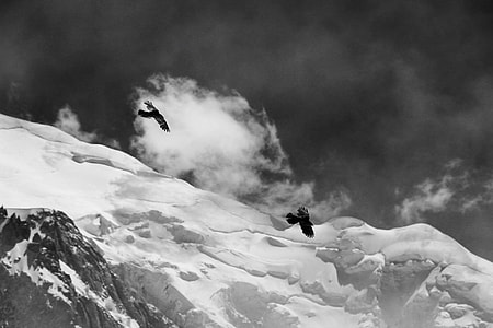 grayscale photo of two birds over mountain alps thumbnail