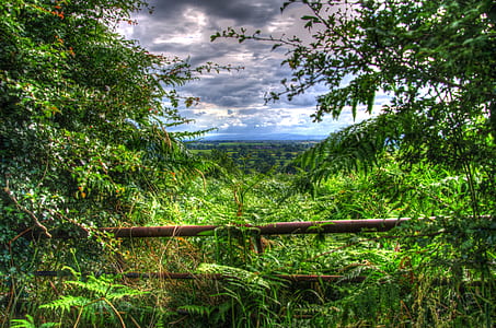 green leafed trees thumbnail