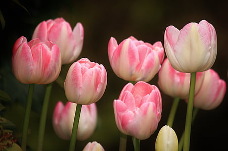 bed of pink tulips thumbnail