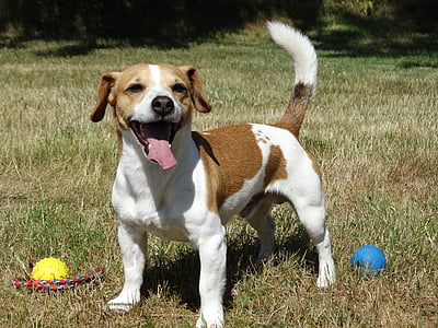 photo of short-coated tan and white dog on grass thumbnail