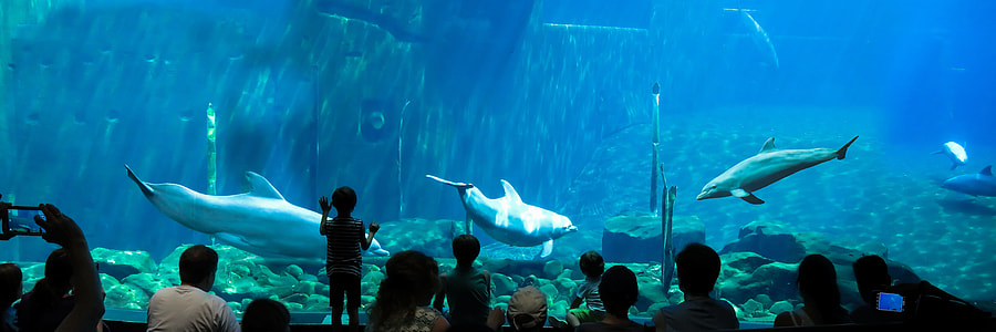 people looking at large aquarium thumbnail