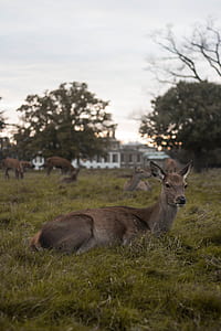 brown deer thumbnail