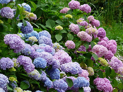 pink and purple flower at daytime thumbnail