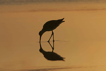silhouette photograph of bird drinking water thumbnail