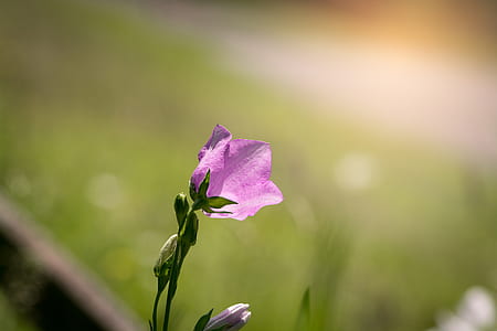 pink campanula flower in selective focus photography thumbnail