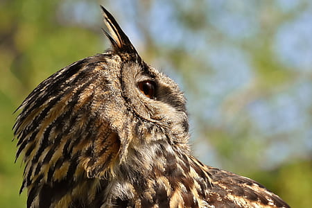 gray and brown eagle-owl in selective focus photography during daytime thumbnail